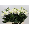 Dahlia White Isa