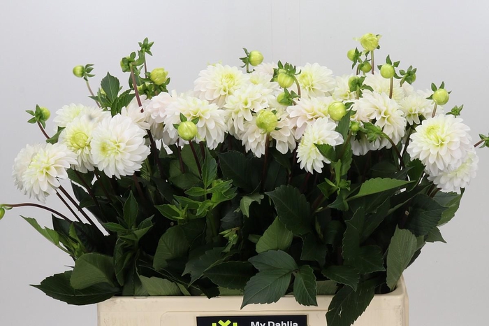 <h4>Dahlia White Isa</h4>