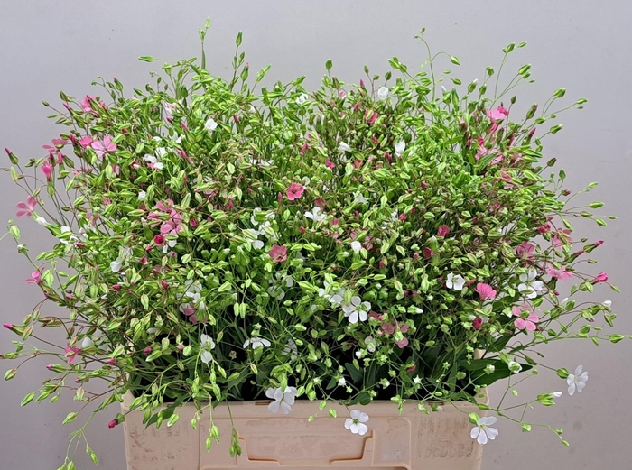 <h4>Saponaria Roze Wit Per Bos</h4>
