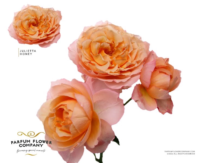 <h4>Rosa Spray Garden Julietta Honey</h4>