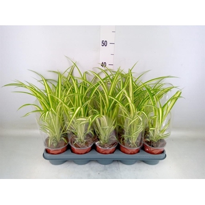 Chlorophytum com. 'Variegatum'