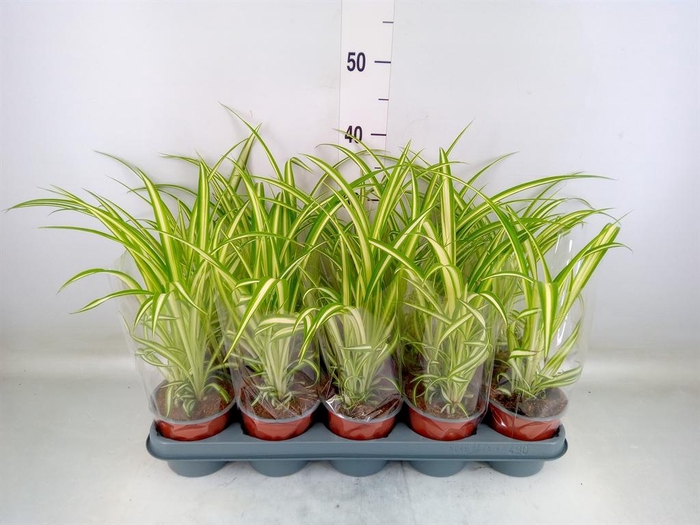 <h4>Chlorophytum com. 'Variegatum'</h4>