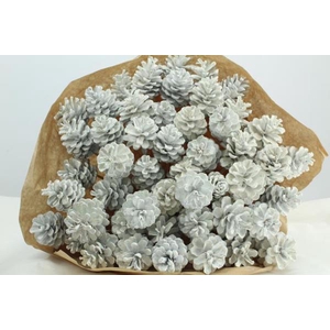 Droog Denneappel Wit X40