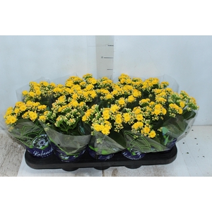 KALANCHOE DOBRADO P11 AMARELO