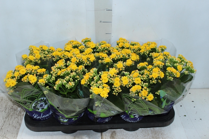 <h4>KALANCHOE DOBRADO P11 AMARELO</h4>