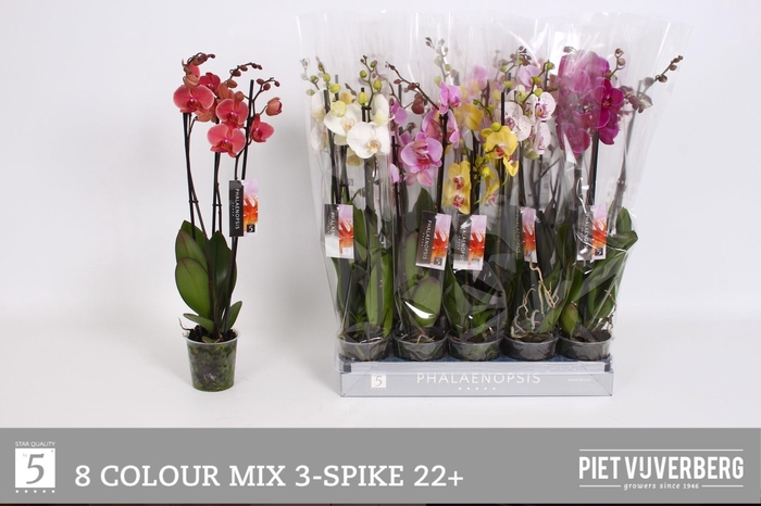 <h4>PHAL GEM 8 KL</h4>