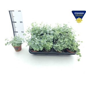 SEDUM SIEBOLDII