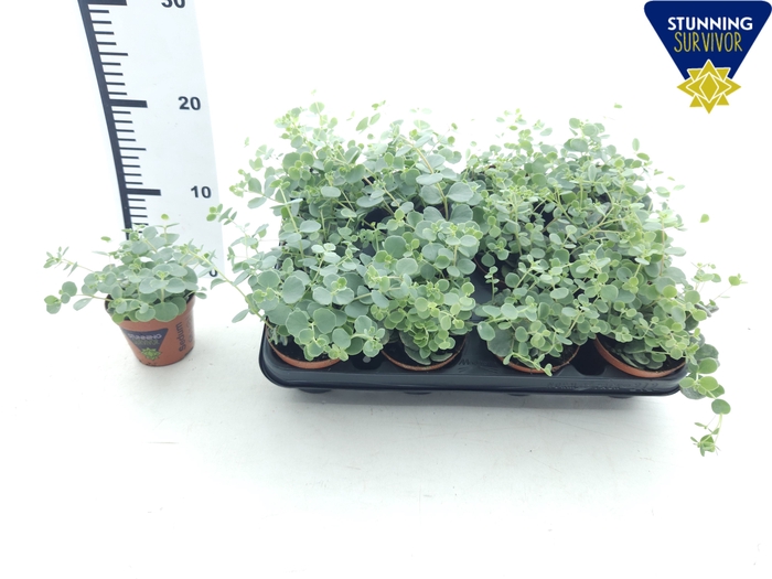 <h4>SEDUM SIEBOLDII</h4>