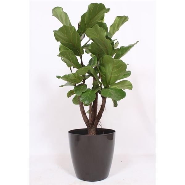 <h4>Ficus Lyrata' in San Remo "antraciet"</h4>