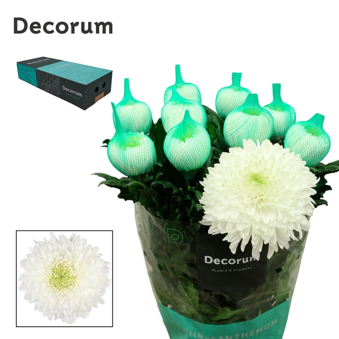 <h4>Chrysanten Chr G Magnum</h4>