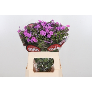 Phlox P Mika