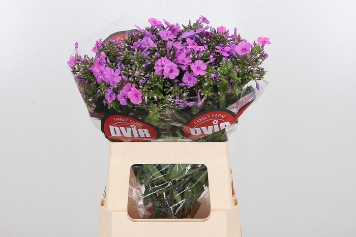 <h4>Phlox P Mika</h4>
