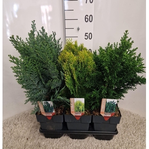 Conifers   ...mix