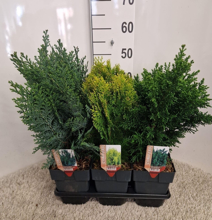 <h4>Conifers   ...mix</h4>