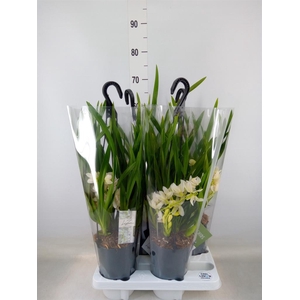 Cymbidium  'Ice Cascade'