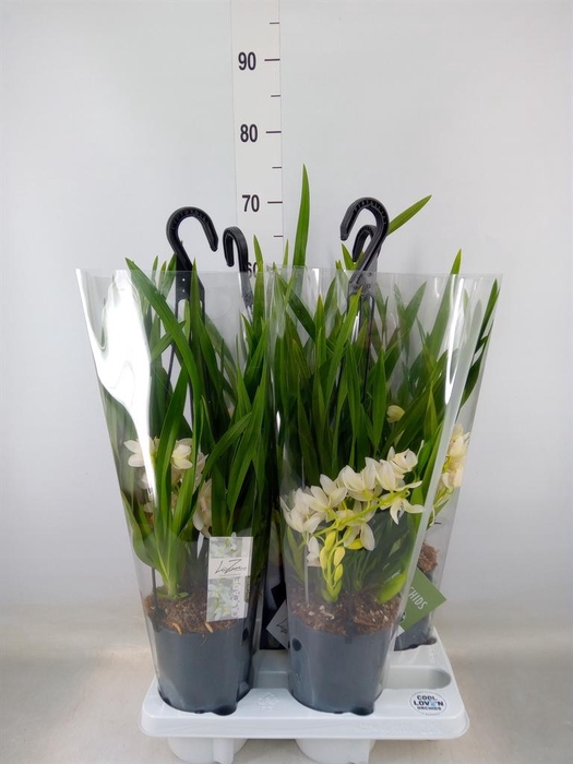 <h4>Cymbidium  'Ice Cascade'</h4>