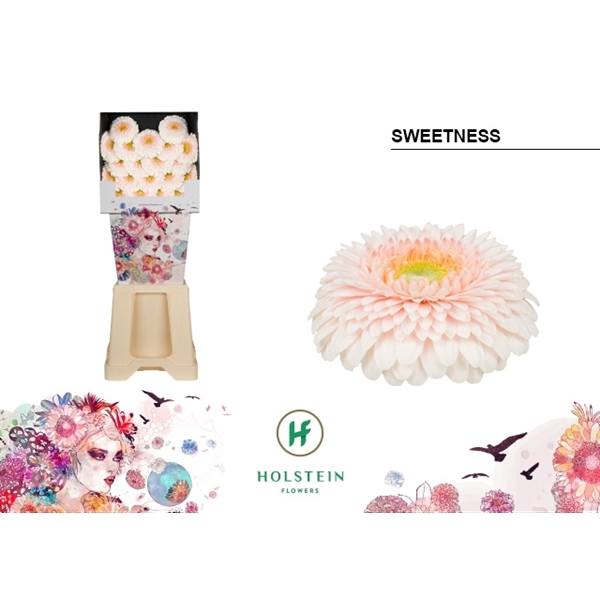 <h4>Ge Mi Pomponi Sweetness Diamond Holstein</h4>