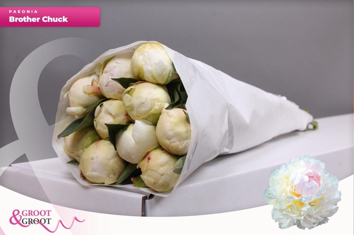 <h4>Paeonia Brother Chuck</h4>