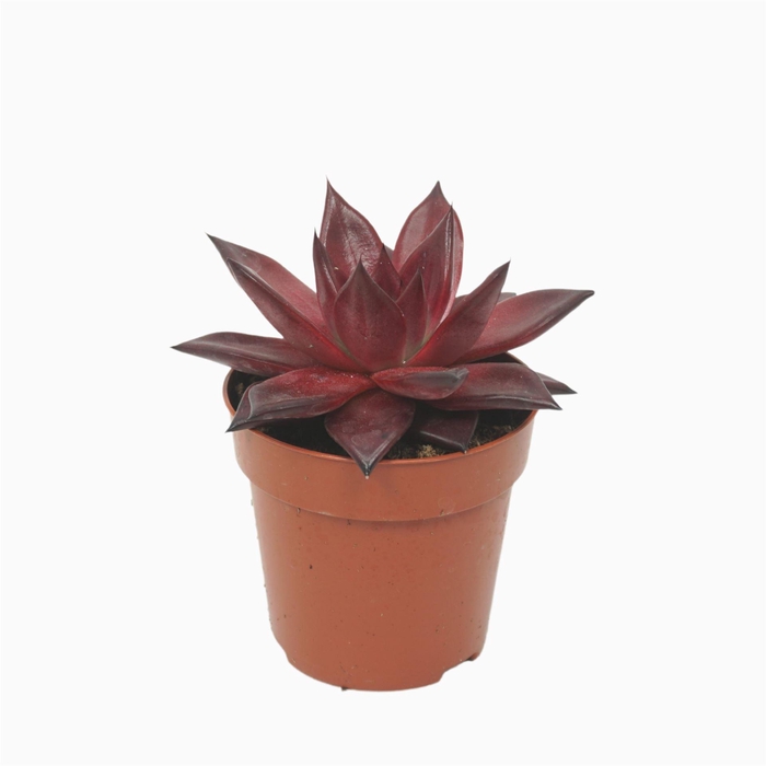 <h4>Echeveria  'Taurus'</h4>