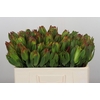 Leucadendron Laurel Yellow