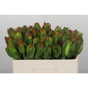 Leucadendron Laurel Yellow