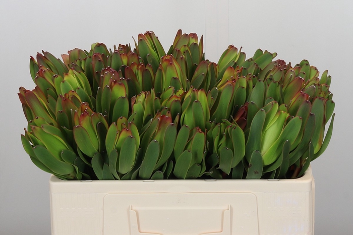 Leucadendron Laurel Yellow