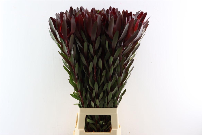 <h4>Leucad Safari Sunset 90cm</h4>