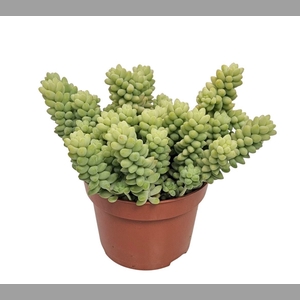 SEDUM BURRITO