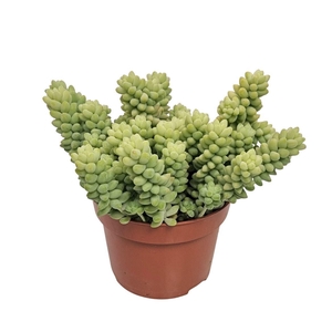 SEDUM BURRITO