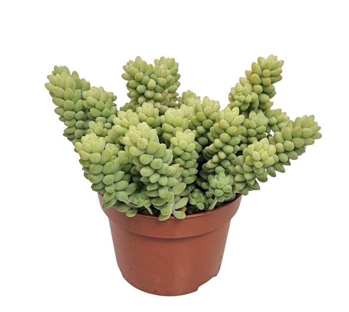 <h4>SEDUM BURRITO</h4>
