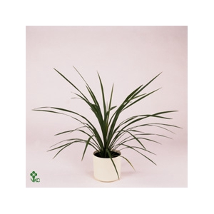CORDYL INDIVISA PEKO