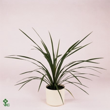 CORDYL INDIVISA PEKO