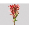 FOLHAGEM PHOTINIA VERMELHO 070 CM