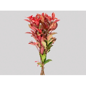 FOLH PHOTINIA VERMELHO 080 CM