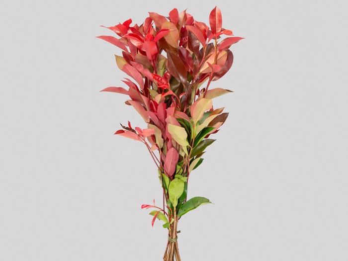 <h4>FOLH PHOTINIA VERMELHO 060 CM</h4>