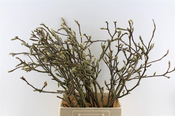 Magnolia Grandiflora Ex