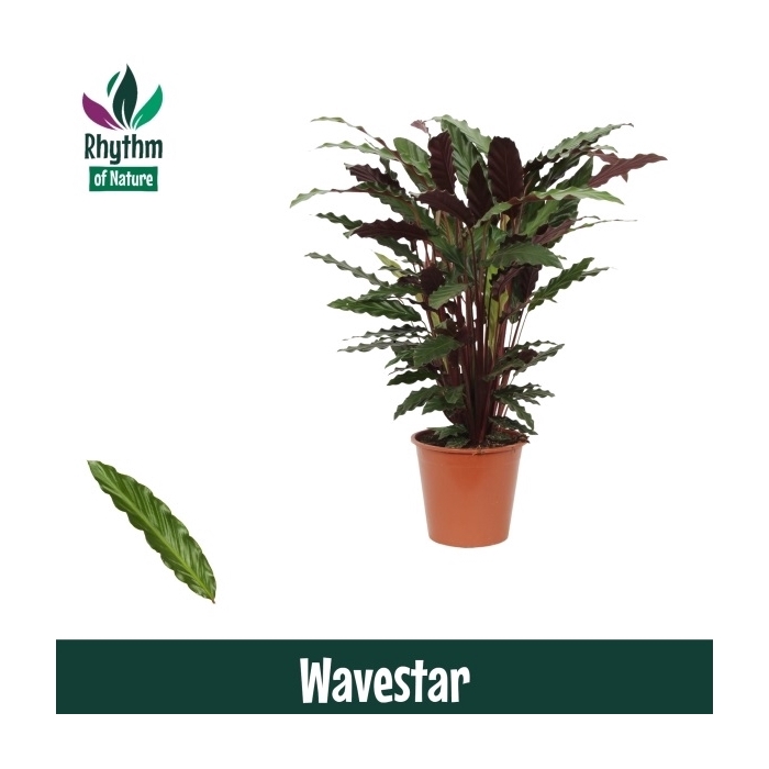 <h4>Calathea 19cm Wavestar Rhythm of Nature (Rufibarba)</h4>