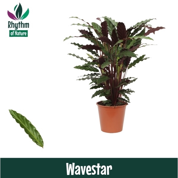 Calathea 19cm Wavestar Rhythm of Nature (Rufibarba)