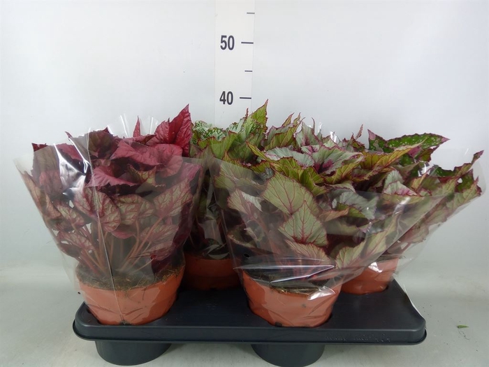 <h4>Begonia BD 'Beleaf'   ...mix</h4>