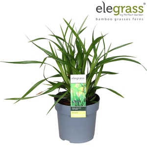 Carex Irish Green P14 - Elegrass