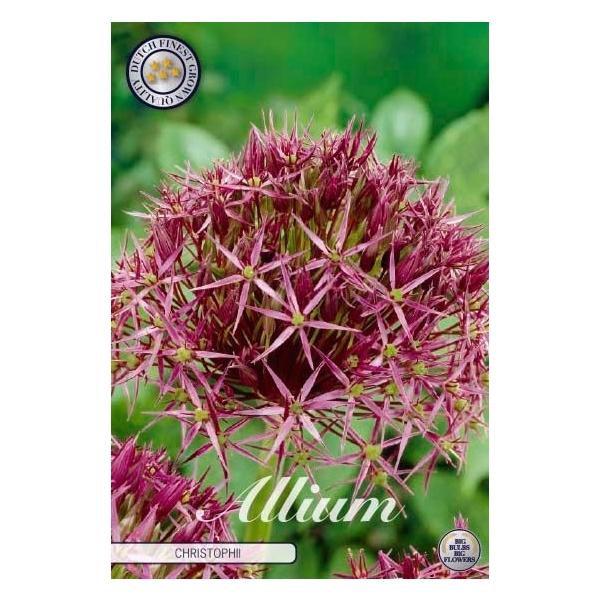 <h4>Allium Christophii x5 12/14</h4>