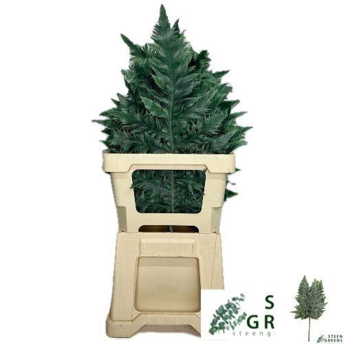 <h4>DECOGROEN GROOT BLAD</h4>