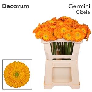 Germini Gizela Water