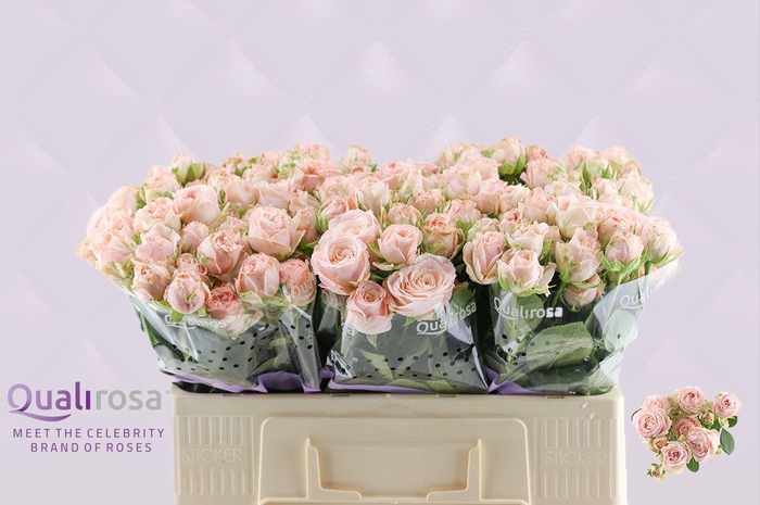 <h4>R Tr Bombastic</h4>