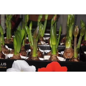 AMARYLLIS P14 MIN 2 HT