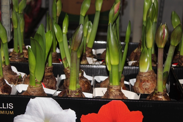 <h4>AMARYLLIS P14 MIN 2 HT</h4>