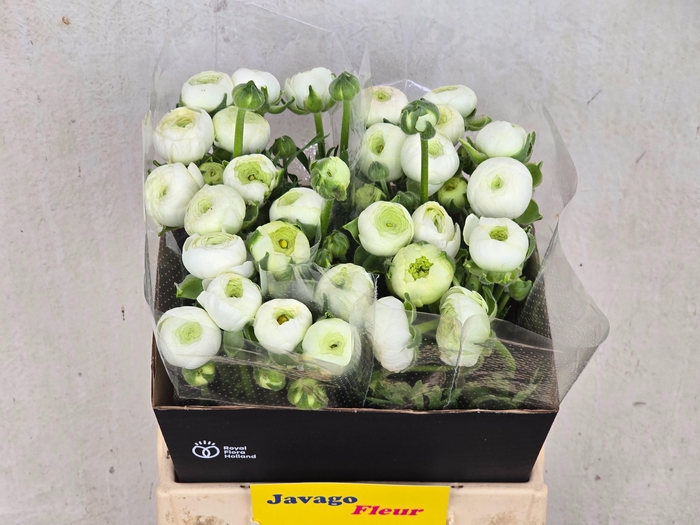 <h4>RAN AAZUR WHITE</h4>