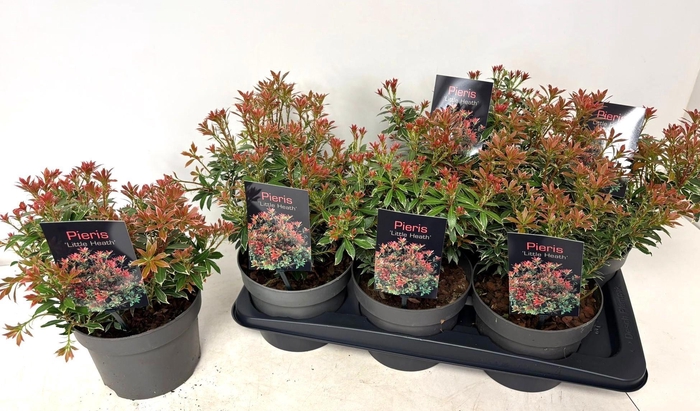 <h4>PIERIS JA L HEATH</h4>