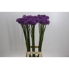 Allium Gladiator