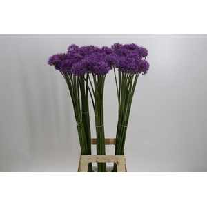 Allium Gladiator